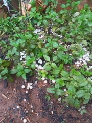 Termitomyces microcarpus