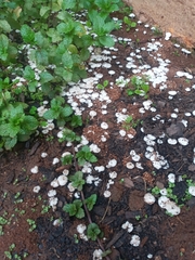 Termitomyces microcarpus