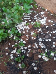Termitomyces microcarpus