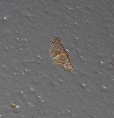 Idaea simplex