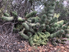 Euphorbia ferox