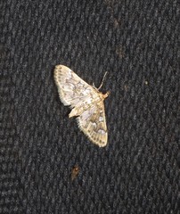 Cotachena fulvomarginalis