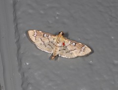Cotachena hicana