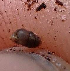 Vertigo rowellii