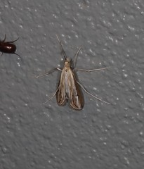 Euclasta maceratalis