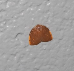 Hemonia micrommata