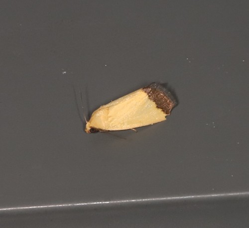 Himerois periphaea