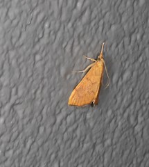 Hyalobathra brevialis