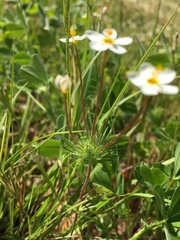 Leptosiphon jepsonii