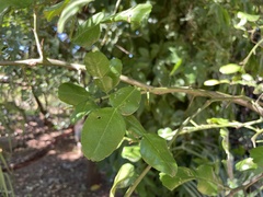 Citrus hystrix