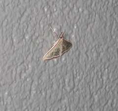 Myrmidonistis hoplora