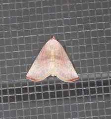 Mataeomera punctilinea