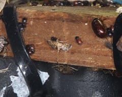 Metasia polytima