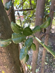 Citrus hystrix