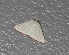 Oenochroma infantilis