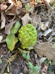 Citrus hystrix