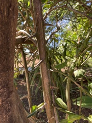 Citrus hystrix