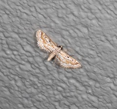 Parapoynx dentizonalis