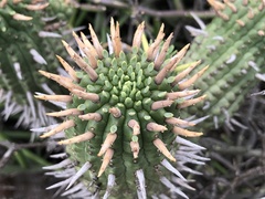 Euphorbia ferox