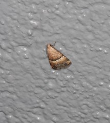 Pseudozarba orthopetes