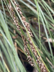 Carex secta