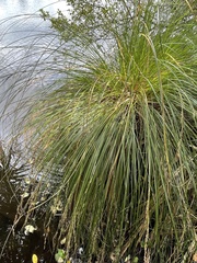 Carex secta