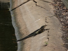 Intellagama lesueurii lesueurii