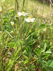 Leptosiphon jepsonii