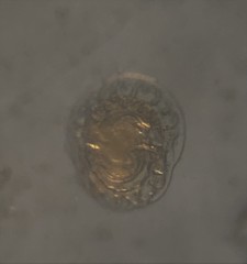 Patellina corrugata