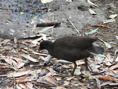Gallinula tenebrosa
