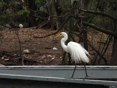 Ardea alba