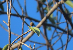 Ficus pertusa