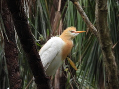 Bubulcus ibis