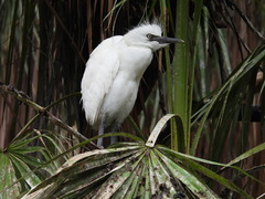 Bubulcus ibis
