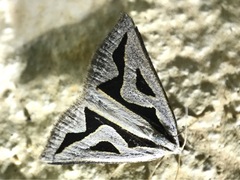 Dichromodes personalis