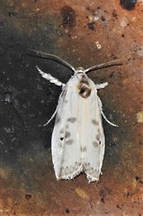 Arignota stercorata