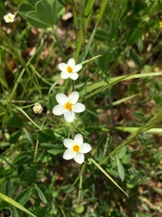 Leptosiphon jepsonii