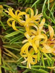 Persoonia chamaepitys