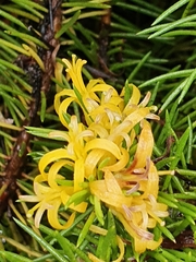 Persoonia chamaepitys