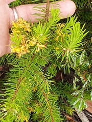 Persoonia chamaepitys