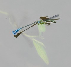 Pseudagrion microcephalum