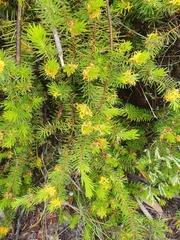 Persoonia chamaepitys