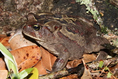 Sclerophrys pardalis
