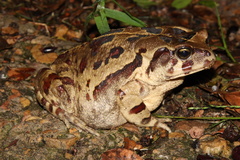 Sclerophrys pardalis