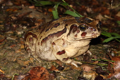 Sclerophrys pardalis