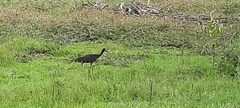 Phimosus infuscatus