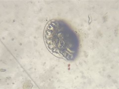 Patellina corrugata