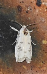 Arignota stercorata