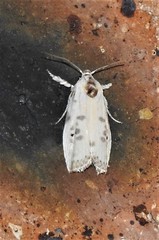 Arignota stercorata