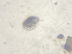 Patellina corrugata